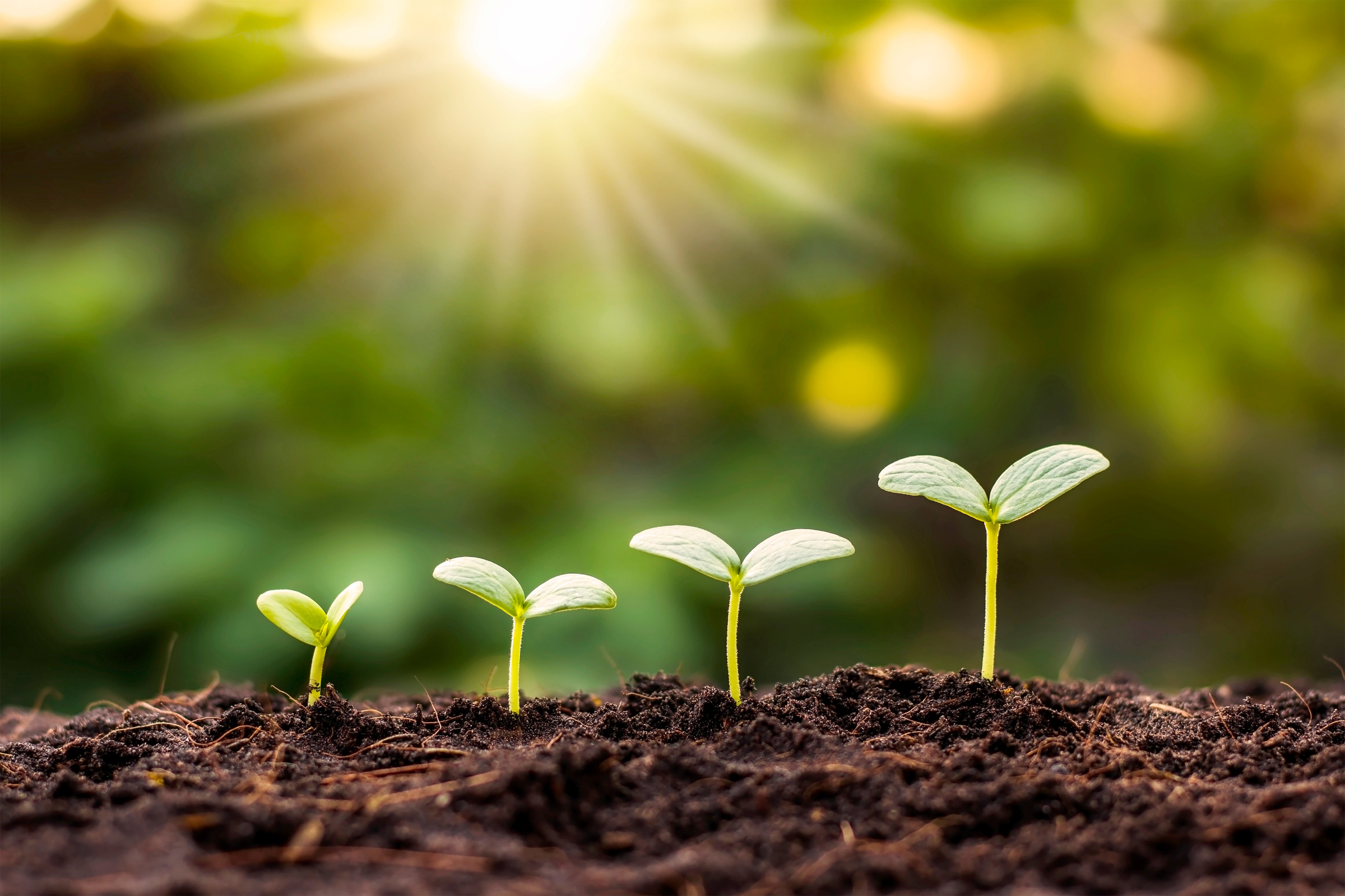 Small Sprouts Growing in the Soil